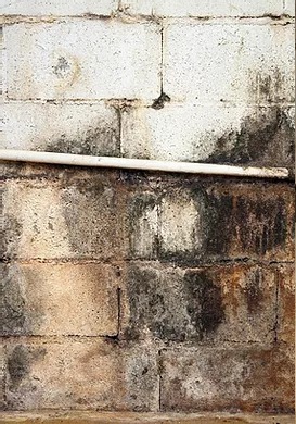 fungus in foundations